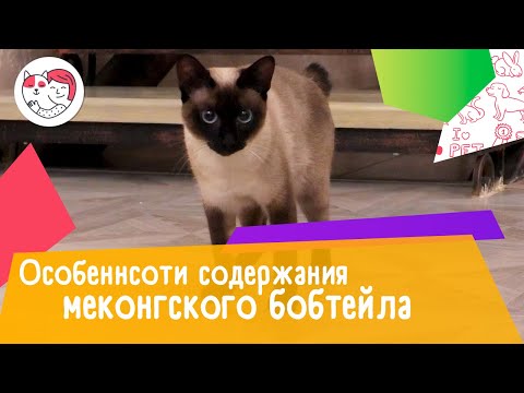 Видео: 5 особенностей содержания меконгского бобтейла