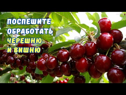 Видео: Устойчивые к болезням сорта черешни. Обязательная обработка.