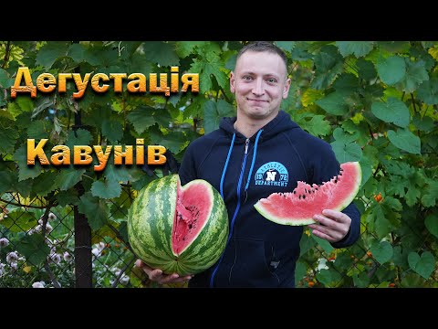 Видео: Дегустація кавунів гігантів. 25 кг кавуна на кущ. Янусик, Чарлстон Грей на Львівщині