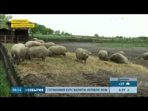 Видео: Рідкісні кудлаті свині дають неймовірно смачне сало