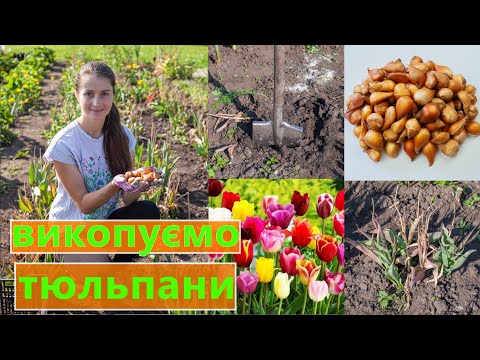 Видео: ВИКОПУВАННЯ ТЮЛЬПАНІВ 🌷 КОЛИ, ЯК ТА ДЛЯ ЧОГО ❓