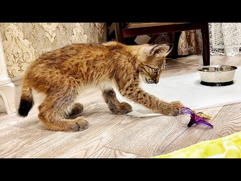 Видео: УРА! Тимка впервые САМ ХОДИТ по квартире. Скоро гулять на улице! Сделаем дом для рысей?!