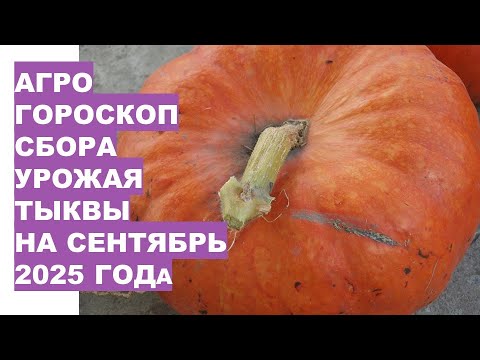 Видео: Когда Собирать Тыквы В Сентябре Чтобы Они были Вкусными и Хорошо Хранились?