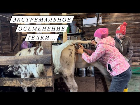 Видео: Сделали первую домашнюю колбасу! Планы на  катумских овец! Интересная деревенская жизнь!