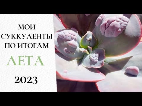 Видео: 🌺Мои суккуленты по итогам лета 2023 (часть 2)🌺