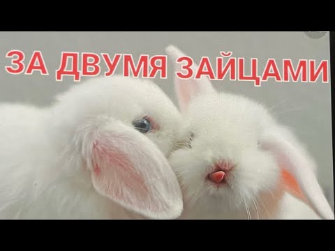 Видео: Карма ( ГЛУПОСТЬ) нарцисса.