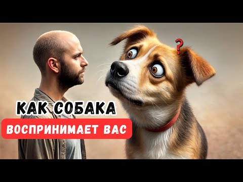 Видео: Как собаки нас видят: людьми или гигантскими псами? Эксперты раскрывают неожиданные факты!