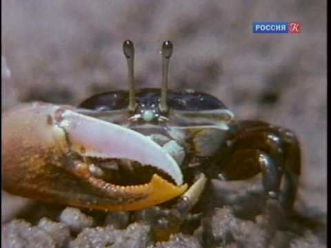 Видео: Манящий краб. Жизнь среди ила.