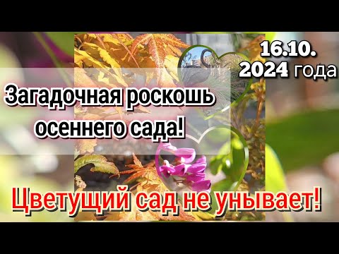 Видео: Загадочная роскошь осеннего сада! Цветущий сад не унывает! Середина октября!