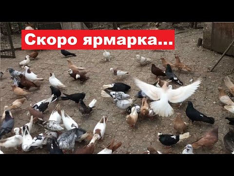 Видео: Понемногу о разном
