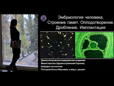 Видео: 3. Эмбриология человека Строение гамет Оплодотворение Дробление Имплантация