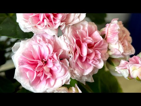 Видео: Пеларгония ЮВ Баронесса