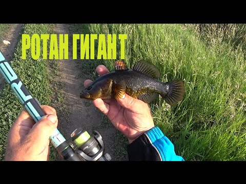 Видео: Ротан ГИГАНТ . Ловим ротана на новом водоёме .