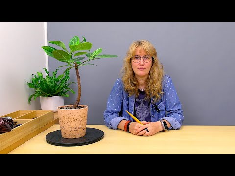 Видео: Формирование фикуса Альтиссима (ч.3).