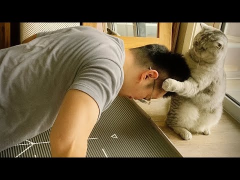 Видео: Когда кот такой умный, невозможно перестать смеяться 🤯