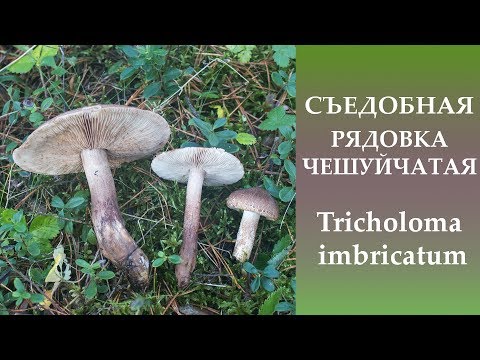 Видео: Съедобная Рядовка чешуйчатая - Tricholoma imbricatum