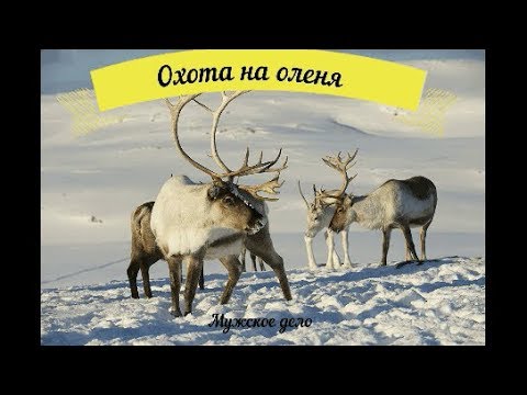 Видео: Охота на оленя.