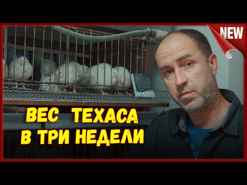 Видео: ТЕХАС НЕМЕЦКАЯ ЛИНИЯ  в ТРИ  НЕДЕЛИ .Цыплята перепелов, в три недели породы ТЕХАС.