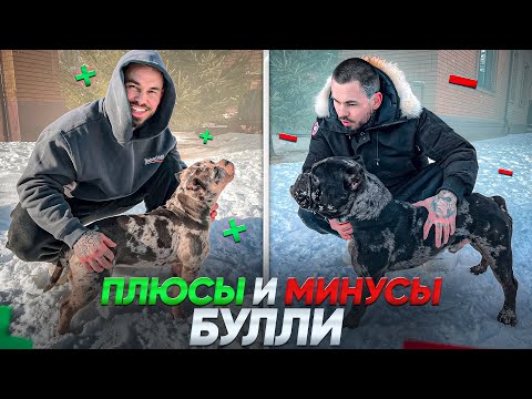 Видео: БУЛЛИ ПЛЮСЫ И МИНУСЫ - ЩЕНКИ