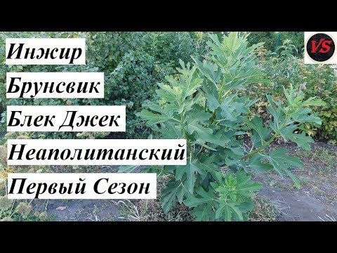 Видео: Инжир Брунсвик, Блек Джек, Неаполитанский - Первый Сезон Вегетации