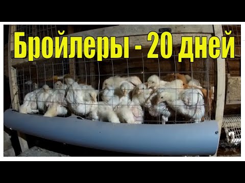 Видео: Выращивание бройлеров БЕЗ пропоек! Содержание и  кормление бройлеров ДО и ПОСЛЕ 20 дней