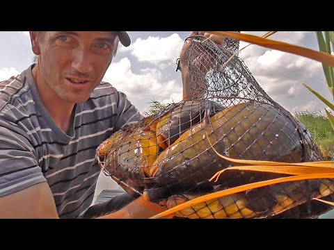 Видео: КРУПНЫЙ ЛИНЬ НА УДОЧКУ! ВОТ ЭТО УДАЧНАЯ РЫБАЛКА! Рыбалка на поплавок гусиное перо