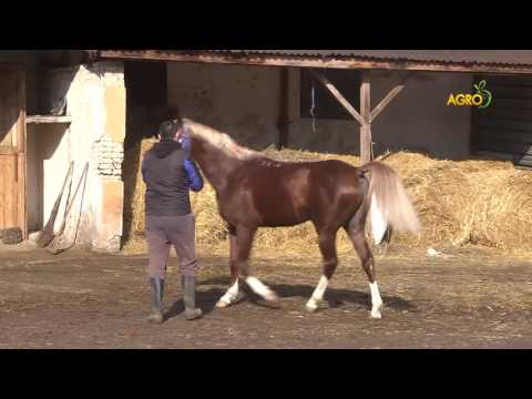 Видео: Интервю на доц. Юри Вълев за Агро ТВ за специалността Конен спорт в НСА "Васил Левски"