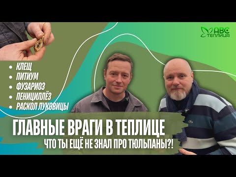 Видео: Выращивание тюльпанов: болезни, ошибки, уход. Секреты сильного цветка от опытного агронома.