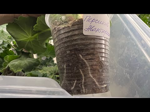 Видео: Пеларгонии в декабре. Результат укоренения в ноябре