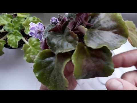 Видео: Сосудистый бактериоз???!!!☹🙁😠