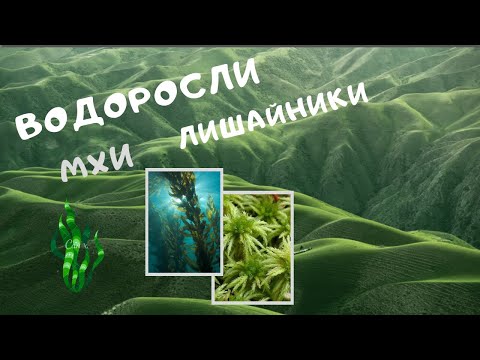 Видео: Водоросли. Строение водорослей. Мхи (мохообразные). Лишайники. Видеоурок. Биология 6 класс 7. ЕГЭ