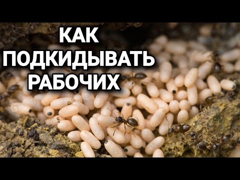 Видео: Как правильно подкидывать рабочих к матке. Заморозка и утопление. #МуравьиЯрославль