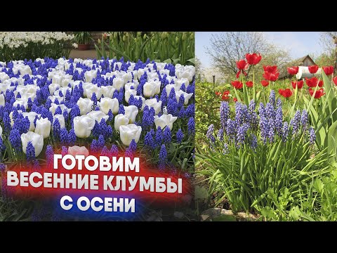 Видео: Готовим весенние клумбы с осени