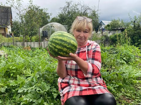 Видео: Арбуз в ОТКРЫТОМ грунте: мои ошибки и определение спелости!
