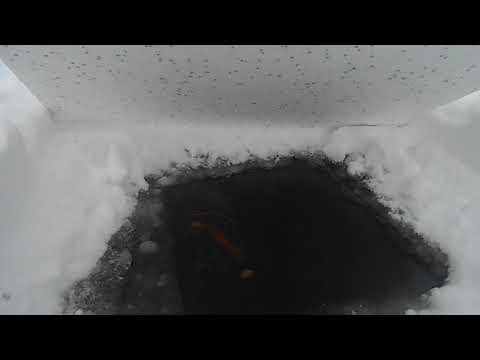 Видео: предвестники начала замора на водоеме