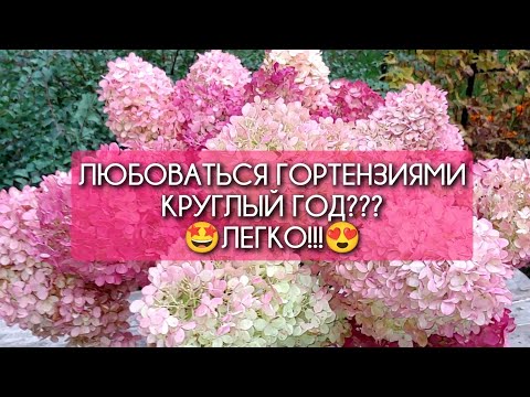 Видео: Делаем букет из гортензий на зиму. Как высушить соцветия гортензии. Сухоцветы из гортензии.