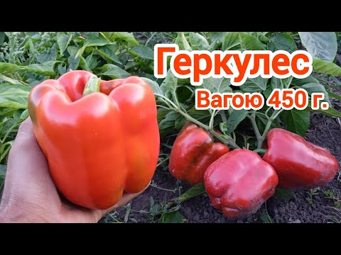 Видео: Перець Геркулес. Огляд ділянки.