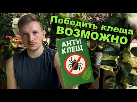 Видео: Паутинный клещ - правила борьбы и профилактики