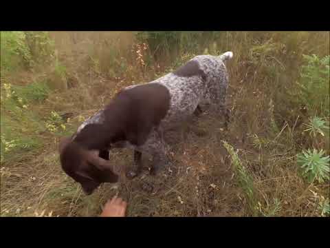 Видео: Охота на перепела с курцхааром!