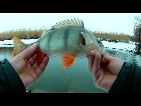 Видео: Ловля ОКУНЯ на реке Рыбалка на спиннинг!