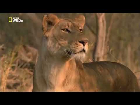 Видео: Воин пустыни. Путь медоеда от детёныша до охотника