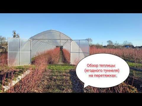 Видео: Обзор теплицы (ягодного туннеля) на перетяжках для голубики.