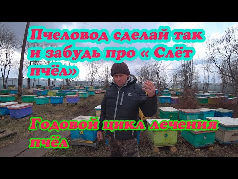 Видео: ГОДОВОЙ ЦИКЛ БОРЬБЫ С КЛЕЩЁМ ВАРРОА НА МОЕЙ ПАСЕКЕ, КАК ИЗБАВИТЬСЯ ОТ СЛЁТА ПЧЁЛ