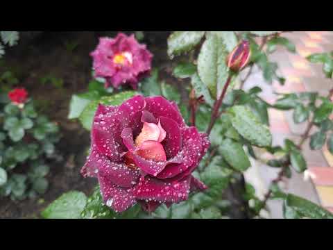 Видео: Чайно-гибридные розы(с названием сортов) в трехдневный ливень в моем саду