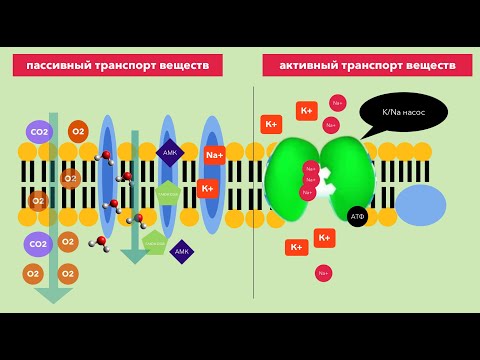 Видео: Активный и пассивный транспорт через мембрану. Диффузия. Осмос. Калий-натриевый насос. 3 часть
