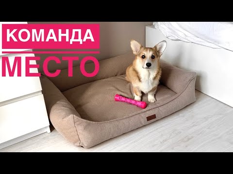 Видео: ИЗУЧАЕМ Команду МЕСТО на ваших глазах! Дрессировка щенка ВЕЛЬШ КОРГИ Сэдди