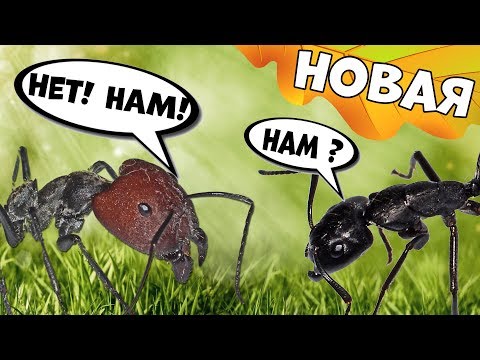 Видео: Новая муравьиная ферма! Кто в ней будет жить?