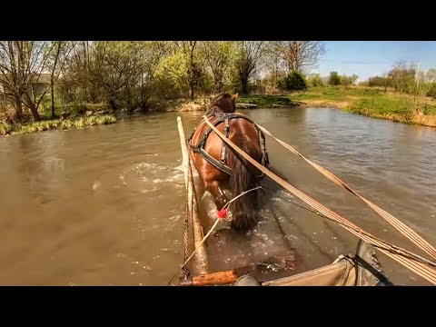 Видео: 🆕ПЕРЕГОНИМО ЛОШАТА НА ПАСОВИЩА 🐎/🌱ПОСІЯЛИ 80 СОТОК ЛЮЦЕРНИ🍀/ДЖОКЕР БОРОНУЄ💪, МАРІЧКА КАТКУЄ🔥.