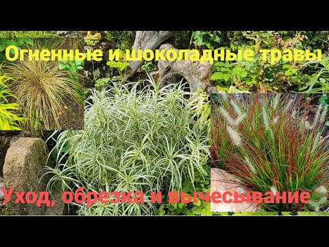 Видео: Травы-хамелеоны- покоряют сад!
