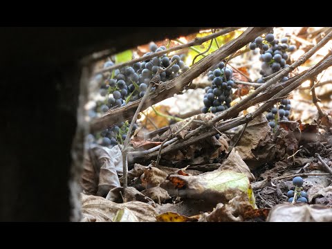 Видео: Заброшенный дом моего дедушки. Бабушка мнёт собранный нами виноград.